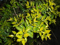金露花葉