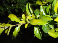 金露花葉1