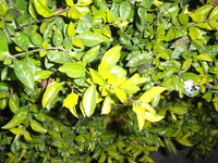 金露花葉2