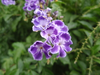 金露花之花