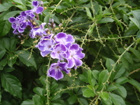 金露花-花