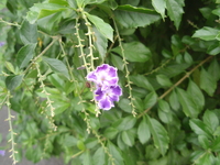 金露花總狀花序