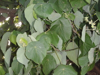 血桐葉5