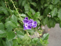 金露花總狀花序1
