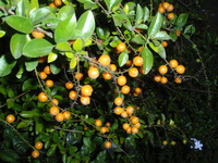 金露花果熟時橘紅色