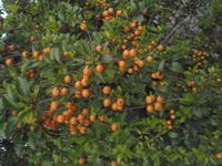 金露花果實1