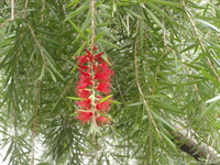 串錢柳花