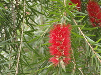 串錢柳花1