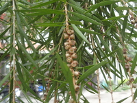 串錢柳果實