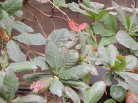 欖仁樹葉2