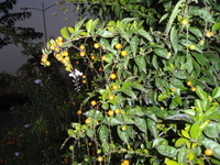 金露花果實