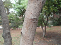 紅楠皮孔明顯1