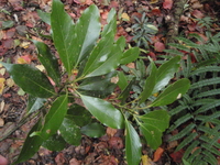 紅楠葉革質油亮