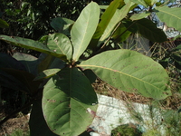 欖仁樹葉4