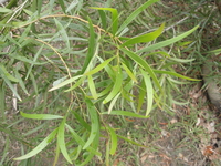 相思樹假葉