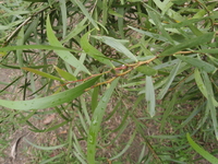 相思樹假葉1