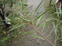 相思樹假葉2