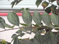 朴樹葉歪基