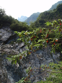 構樹果熟時紅色