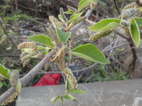 構樹雄花序1
