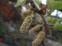 葇荑花序
