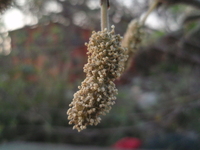 葇荑花序1