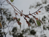 榔榆果實1