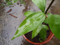 陰香離基三出脈