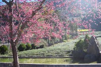 山櫻花開花之樹型