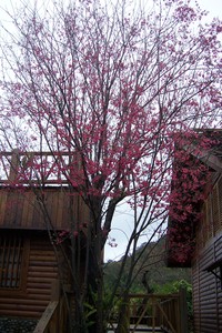 山櫻花開花之樹型1
