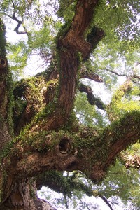 樟樹老樹樹皮1