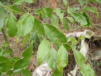 樟樹葉1
