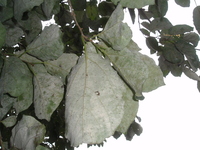 破布木葉背