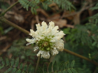 銀合歡頭狀花序1
