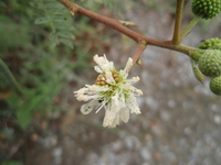 銀合歡頭狀花序2