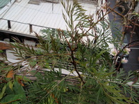 銀樺葉2