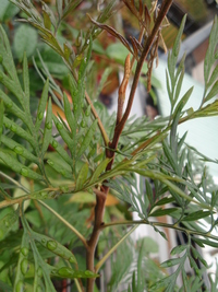 銀樺嫩枝有紅褐色毛