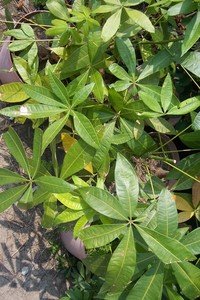 馬拉巴栗掌狀複葉