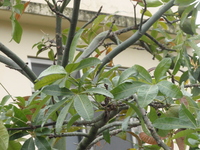 馬拉巴栗葉