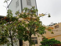 馬拉巴栗樹型