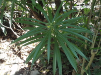 黃花夾竹桃葉