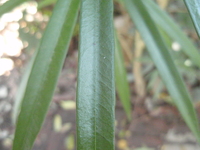 黃花夾竹桃葉油亮