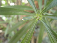 黃花夾竹桃全株有白色乳汁