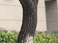 樟樹樹皮縱向深溝裂