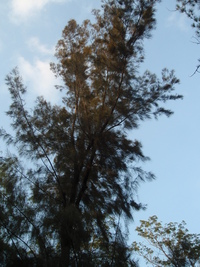 木賊葉木麻黃樹型