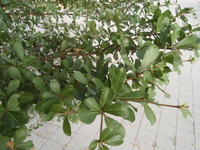 小葉欖仁葉