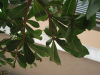小葉欖仁葉背
