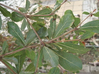 小葉欖仁葉背1