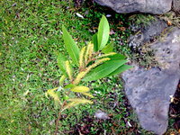水柳雄花序