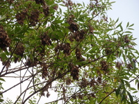 台灣白蠟樹果實